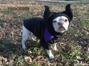 Froodies Maleficent Halloween Costume for Dogs